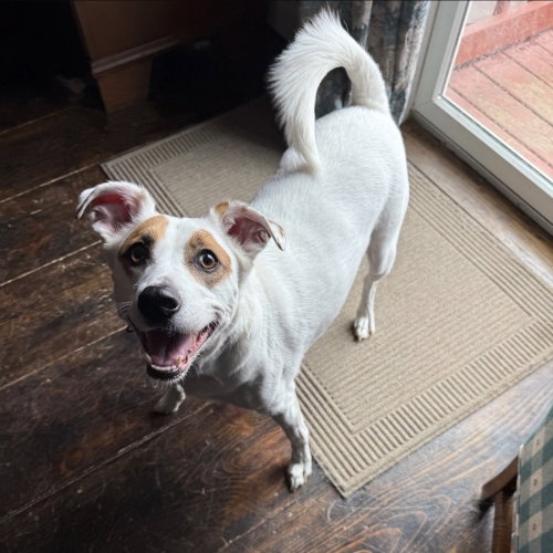 Hayes H Litter, an adoptable Unknown breed in Boston, MA