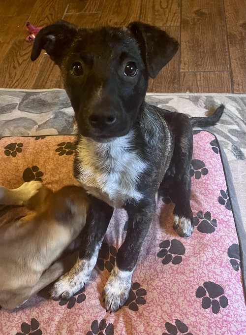 Coco Preschool, an adoptable Mountain Cur in Boston, MA