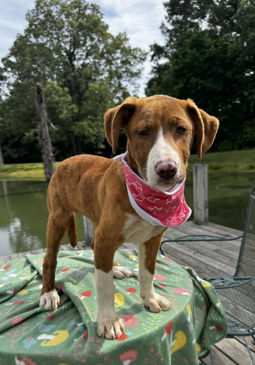 Cupcake Sweets, an adoptable Hound in Boston, MA