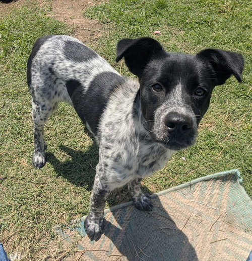 Maxine, an adoptable Australian Cattle Dog in Boston, MA