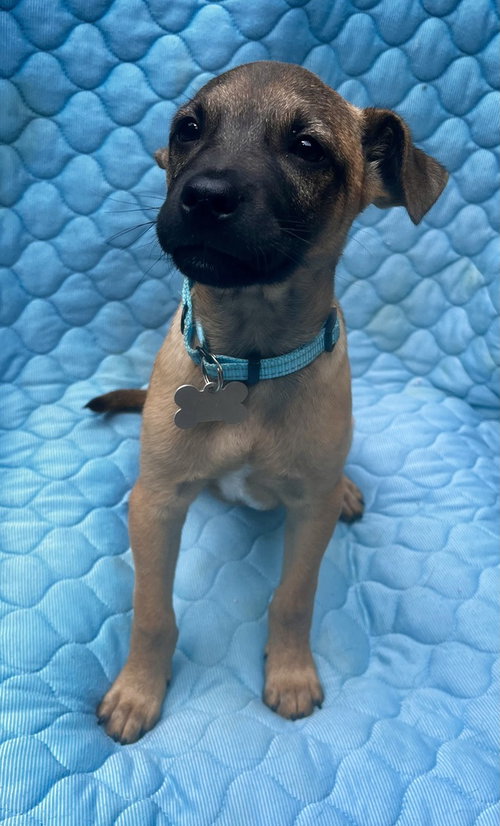 Rogers Preschool, an adoptable Mountain Cur in Boston, MA