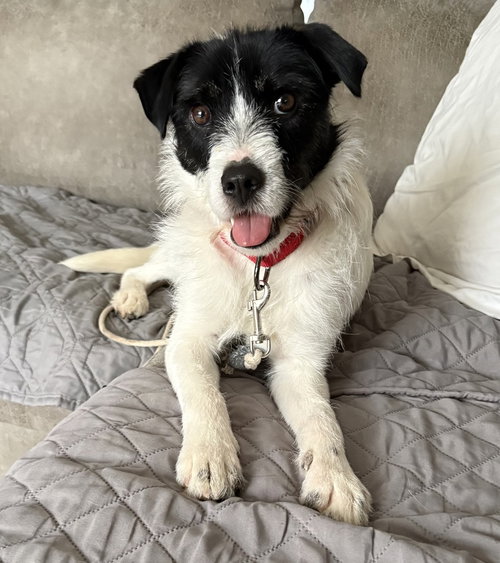 Kevin Shiela, an adoptable Terrier in Boston, MA