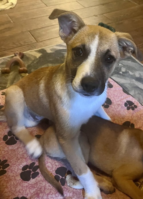 Rachel Preschool, an adoptable Mountain Cur in Boston, MA