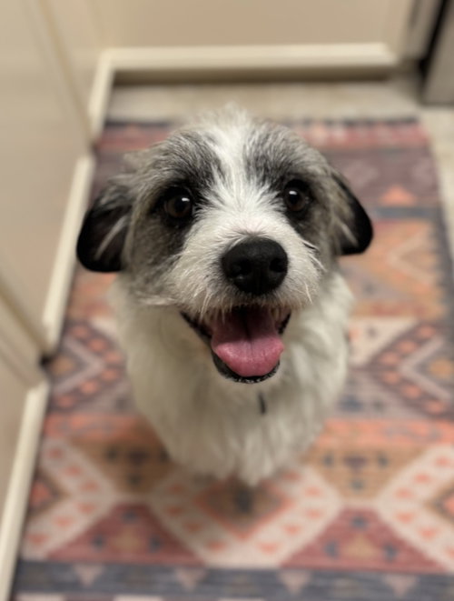Tommy Shiela, an adoptable Terrier in Boston, MA