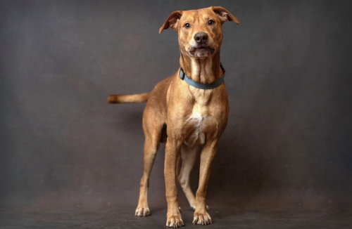 Louie, an adoptable Mountain Cur in Boston, MA