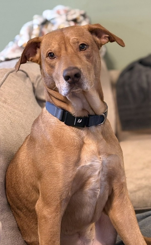 Louie