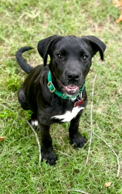 Beau Rey