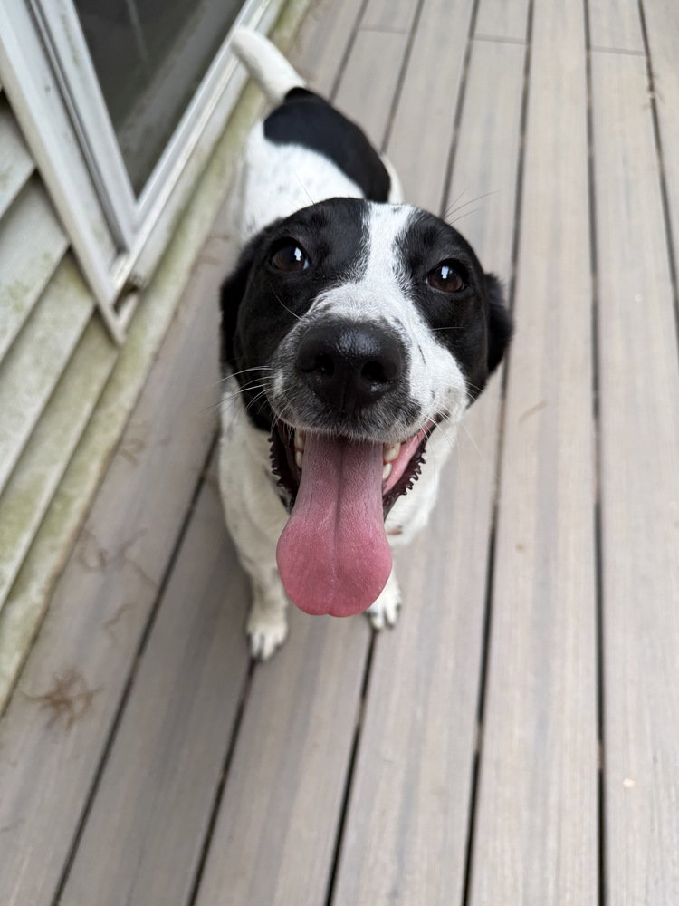 Moxie