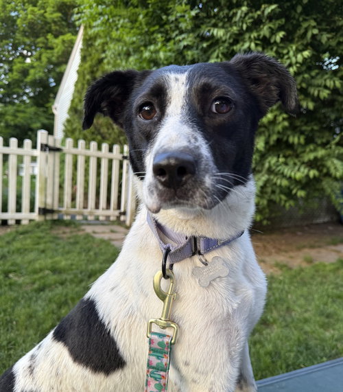 Moxie, an adoptable Border Collie in Boston, MA