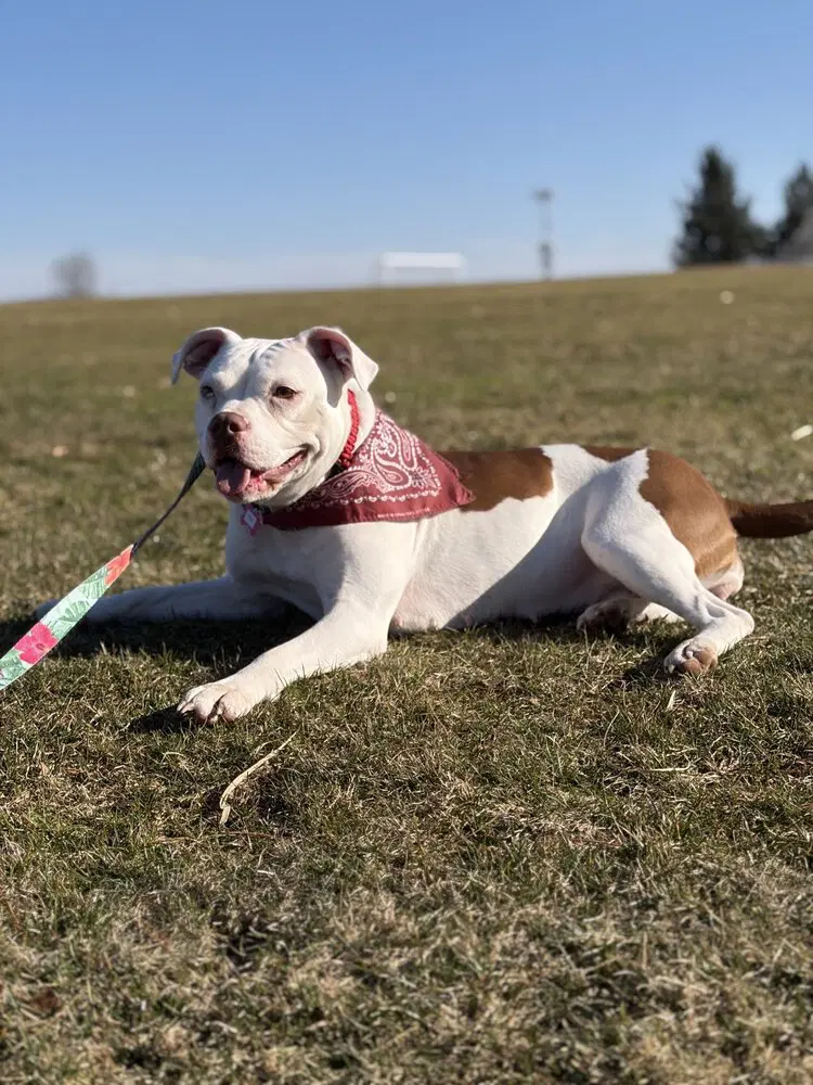 Drip - Pit Bull Terrier