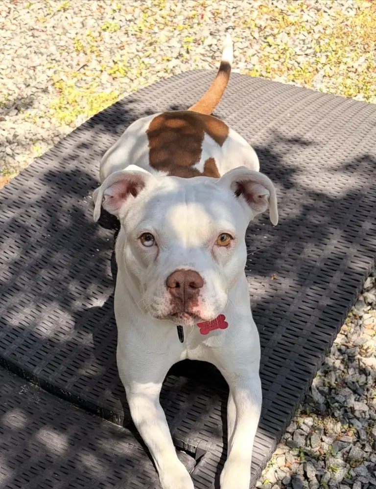 Drip - Pit Bull Terrier