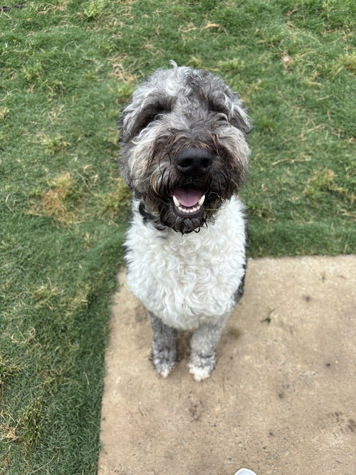 Oscar
