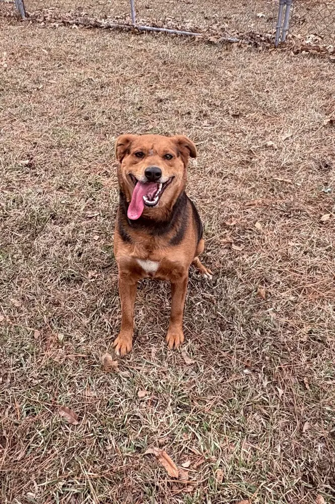 Phoebe Burton - Terrier