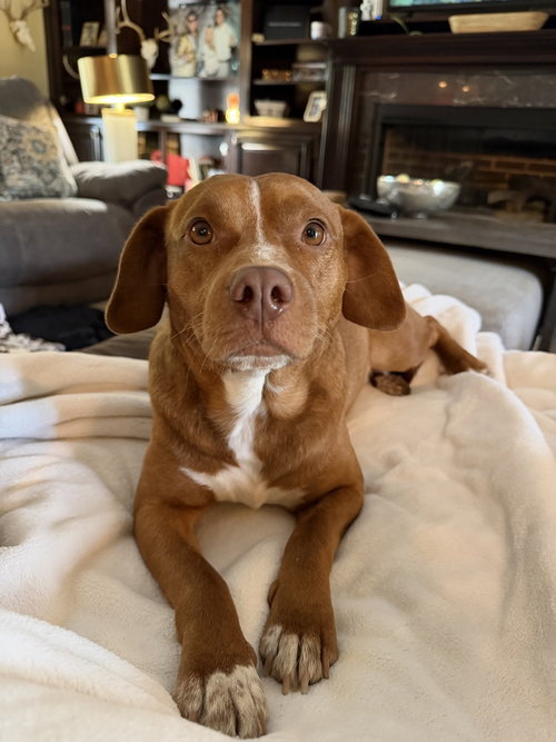 Bo