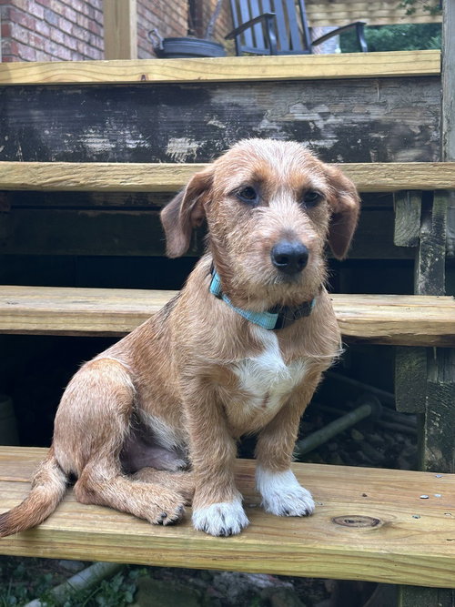 Scruffy OâBrien