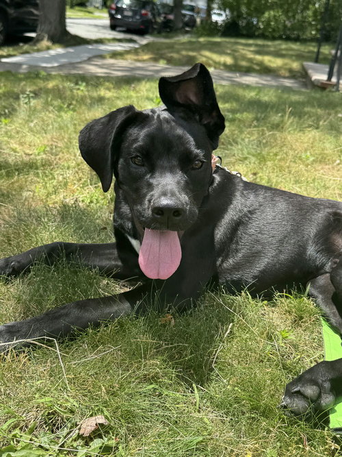 Scout Rey, an adoptable Labrador Retriever in Boston, MA