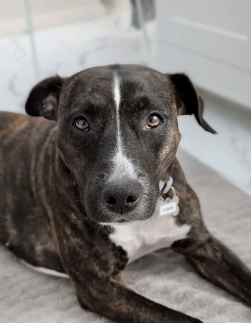 Collette, an adoptable Pit Bull Terrier in Boston, MA