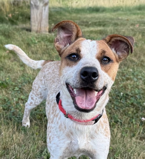 Luna MacKenzie, an adoptable Unknown breed in Boston, MA