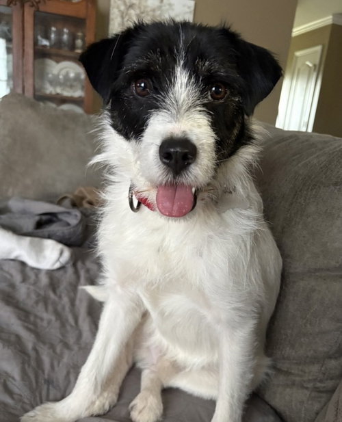Kevin Shiela, an adoptable Terrier in Boston, MA
