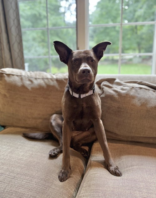 Hazel, an adoptable Labrador Retriever in Boston, MA