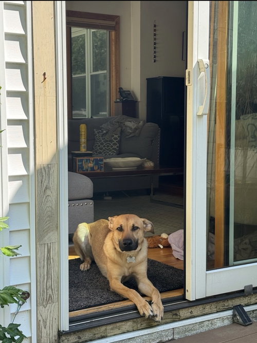 Konrad, an adoptable Black Mouth Cur in Boston, MA