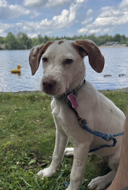 Sunflower, an adoptable Unknown breed in Boston, MA