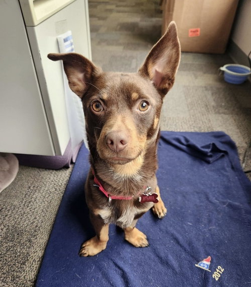 Freddie, an adoptable Unknown breed in Boston, MA