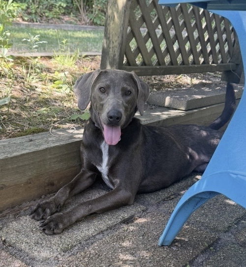 Indu Galaxy, an adoptable Weimaraner in Boston, MA