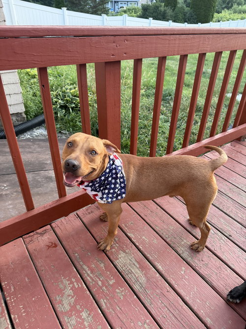 Ray Ghostbusters, an adoptable Unknown breed in Boston, MA