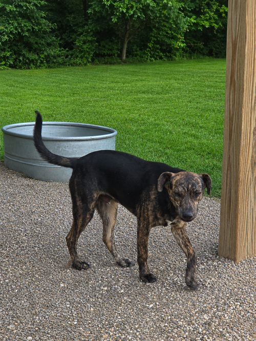 Rex photo 2