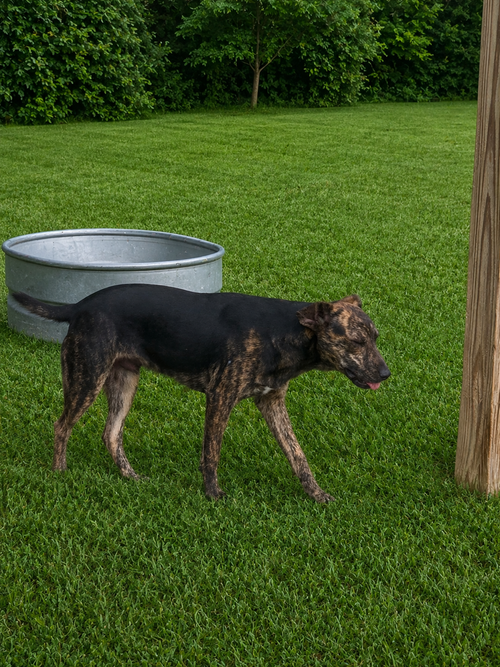 Rex photo 4