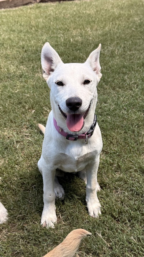 Sierra Jones, an adoptable Great Pyrenees in Boston, MA