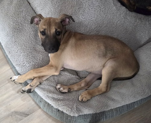 Scooby
