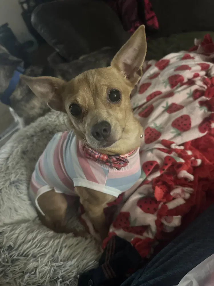 Caramel Mel - Chihuahua