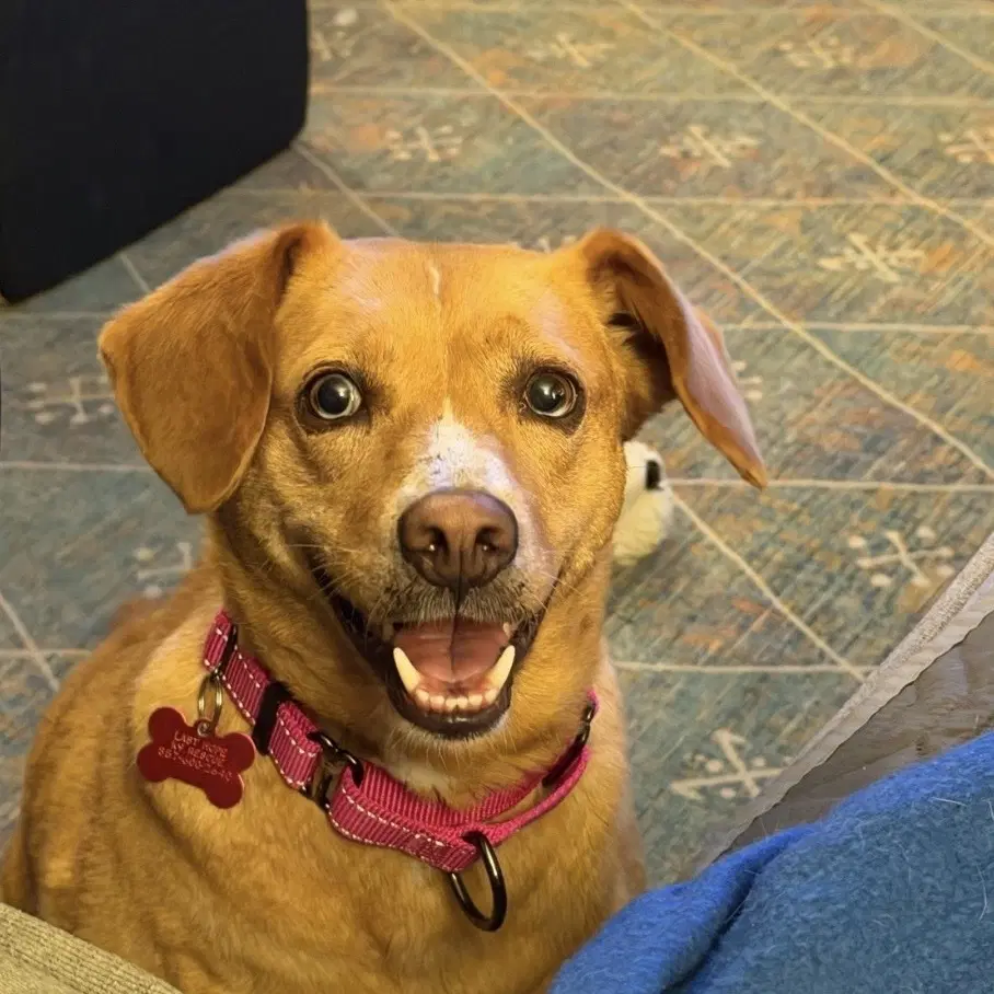 June Mylah - Hound