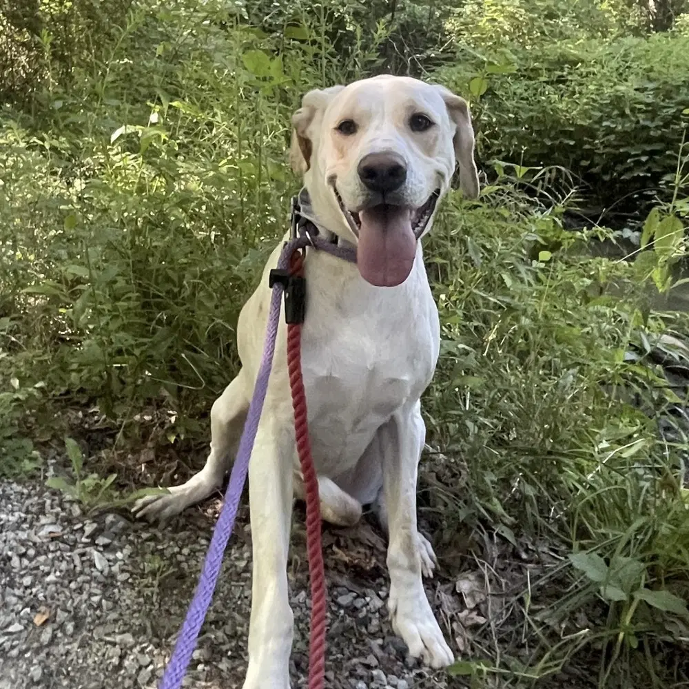 Penny - Labrador Retriever