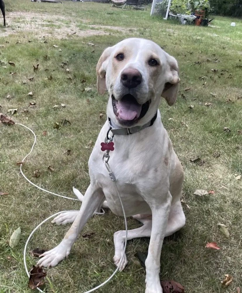 Penny - Labrador Retriever