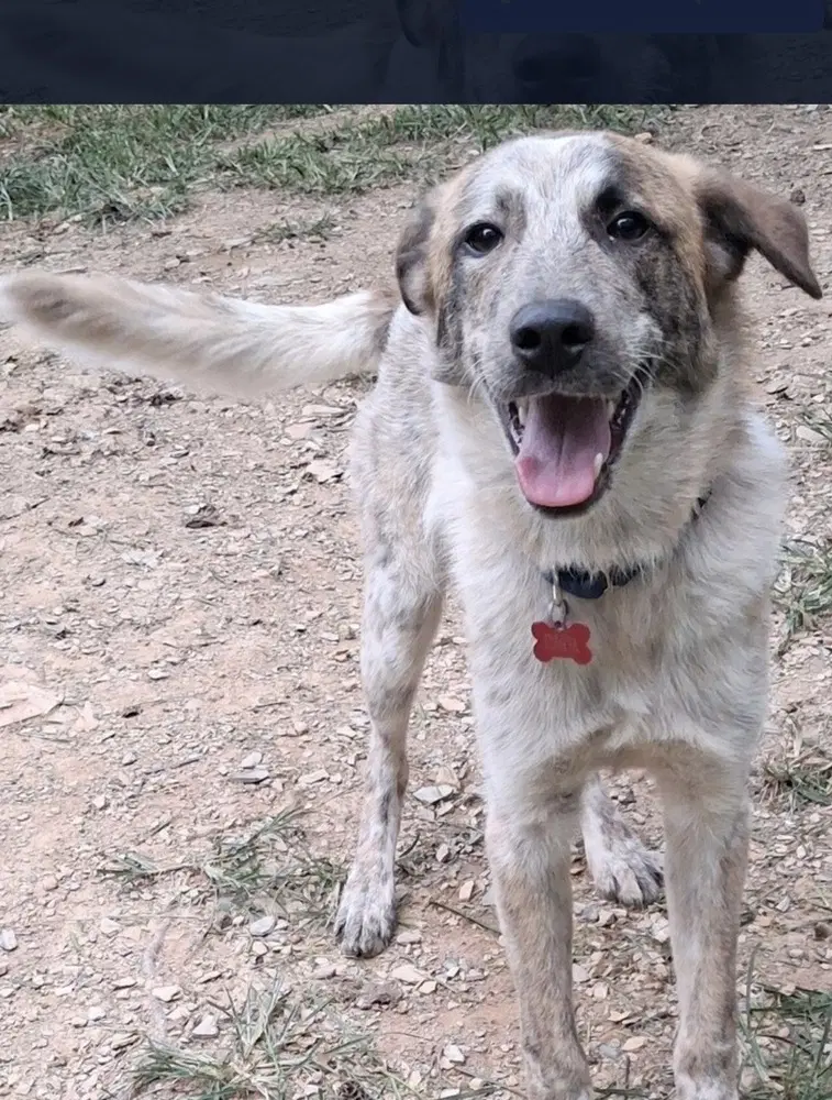 Ross Friends - Australian Cattle Dog/Blue Heeler