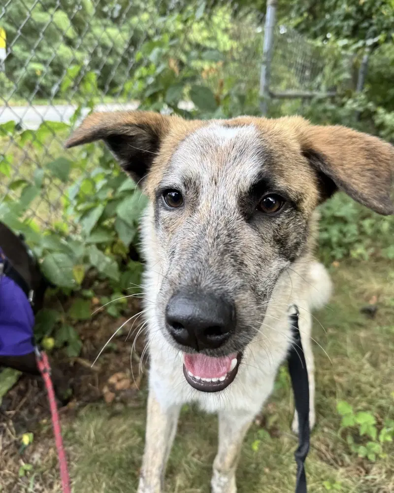 Ross Friends - Australian Cattle Dog/Blue Heeler