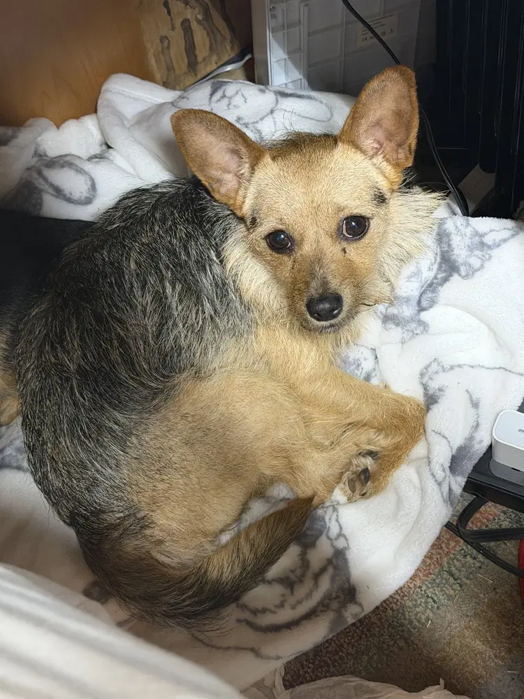 Spice - Terrier