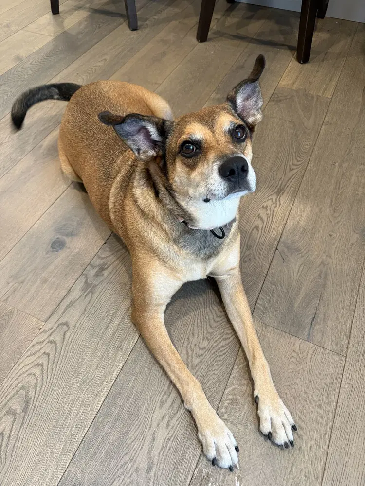 Mitch - Carolina Dog