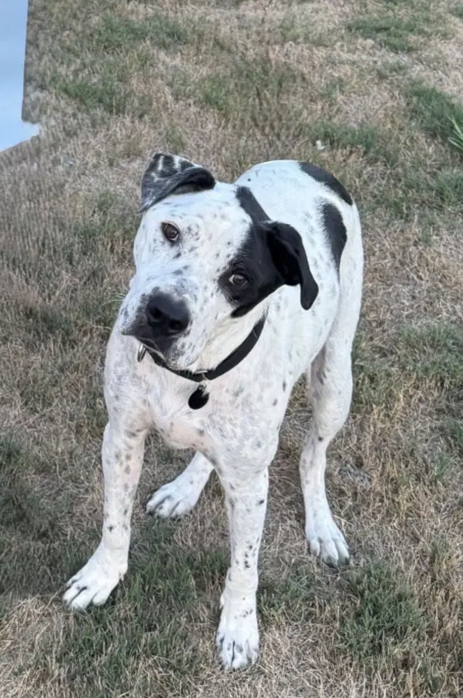 Sporty - Pointer