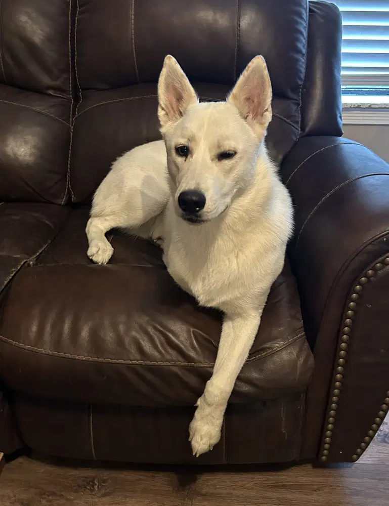 Aspen - Siberian Husky