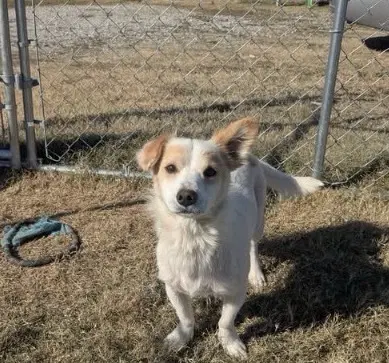 Max - Corgi