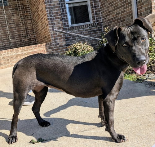 picture of the dog needing adoption