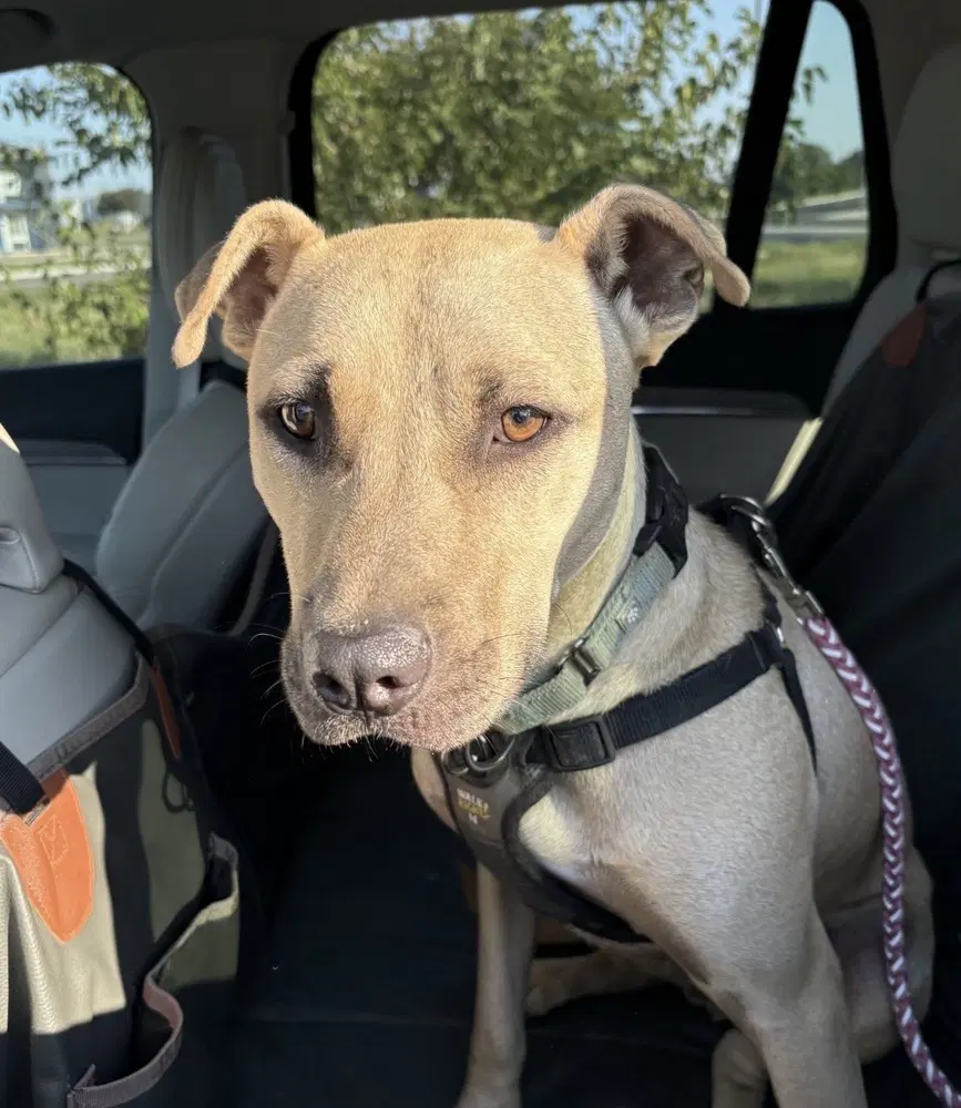 Haywood - Pit Bull Terrier