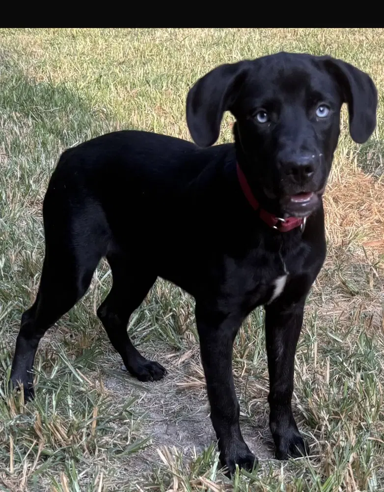 Boo Boo Baby Girl - Labrador Retriever