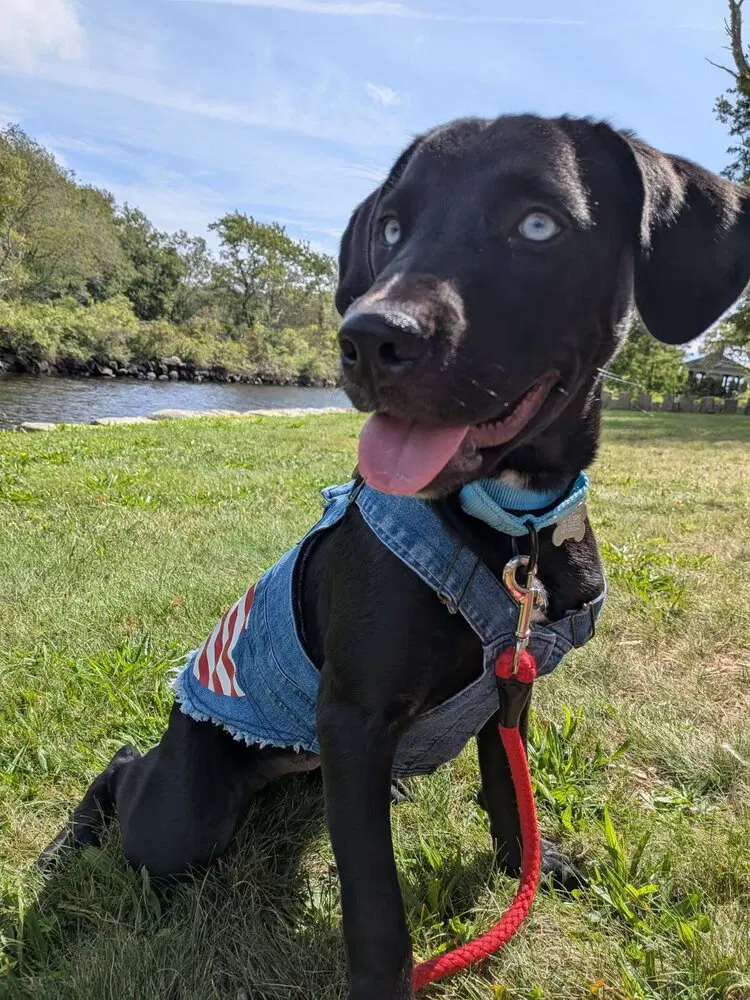 Boo Boo Baby Girl - Labrador Retriever