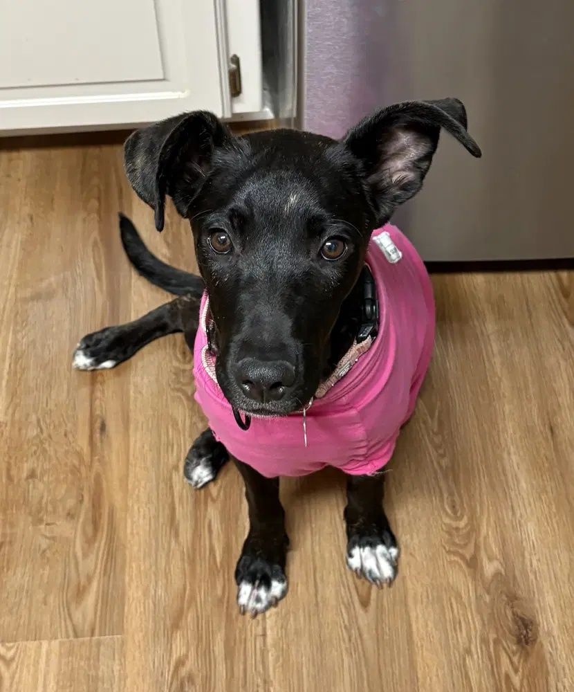 Delilah image 2