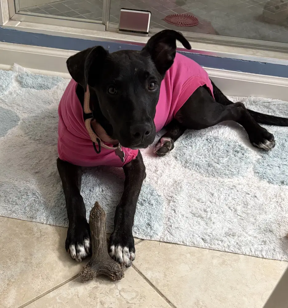Delilah image 4